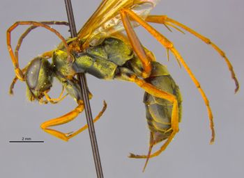 Media type: image;   Entomology 26619 Aspect: habitus lateral view